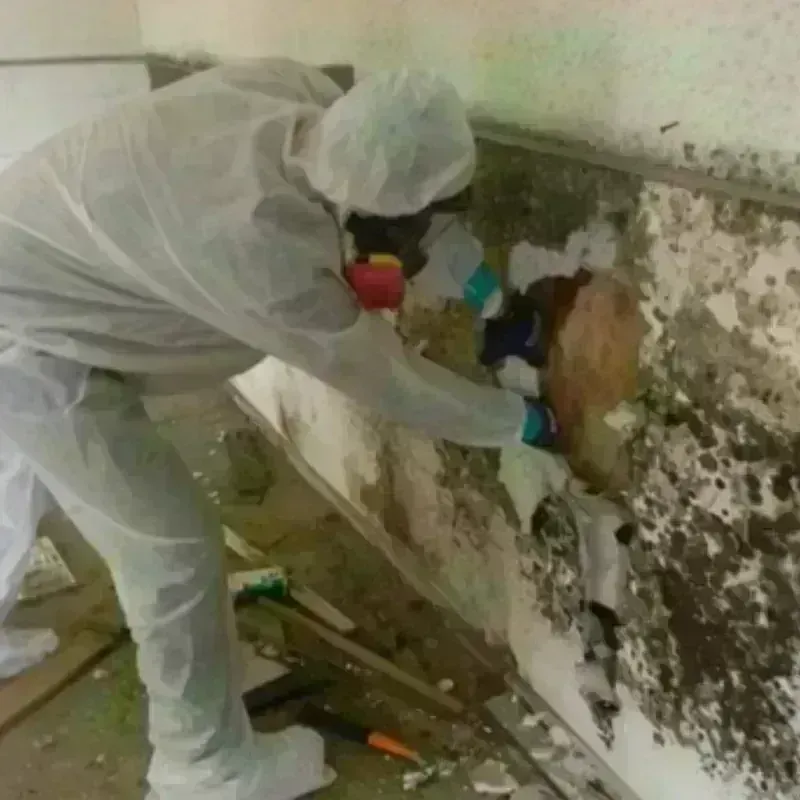 Mold Remediation and Removal in Columbia City, OR